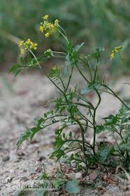 Attēlu rezultāti vaicājumam “Rorippa sylvestris leaf”