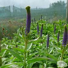 Attēlu rezultāti vaicājumam “Veronica spicata fruit”