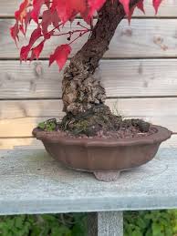 Image result for parthenocissus bonsai