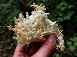 Attēlu rezultāti vaicājumam “Hericium coralloides”