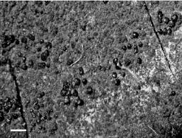 Attēlu rezultāti vaicājumam “Scoliciosporum chlorococcum”