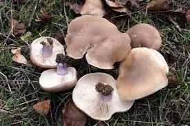 Attēlu rezultāti vaicājumam “Lepista sp.”