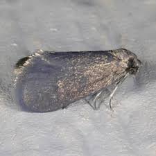 Attēlu rezultāti vaicājumam “Psychidae”