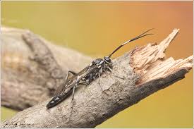 Attēlu rezultāti vaicājumam “Ichneumonidae cocoon”