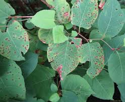 Attēlu rezultāti vaicājumam “Mycosphaerella millegrana”