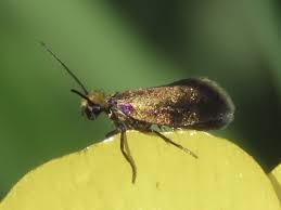 Attēlu rezultāti vaicājumam “Micropterigidae”