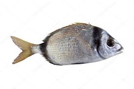 Image result for Diplodus vulgaris