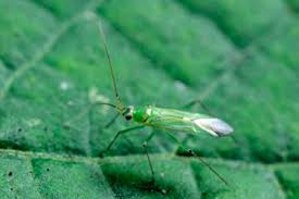 Attēlu rezultāti vaicājumam “Blepharidopterus angulatus”
