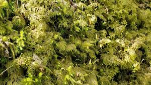 Attēlu rezultāti vaicājumam “Hylocomium splendens sporophyte”