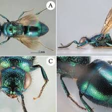 Attēlu rezultāti vaicājumam “Diderma effusum macro”