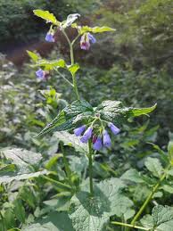 Attēlu rezultāti vaicājumam “Symphytum asperum leaf”