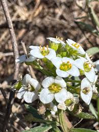 Attēlu rezultāti vaicājumam “Lobularia maritima”
