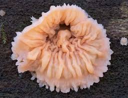 Attēlu rezultāti vaicājumam “Phlebia tremellosa”