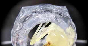 Attēlu rezultāti vaicājumam “Phronia sp.”