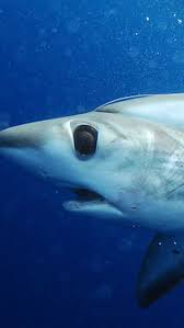 Image result for Alopias superciliosus