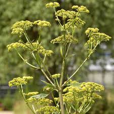 Image result for Liebstöckel