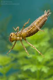 Attēlu rezultāti vaicājumam “Aeshnidae”