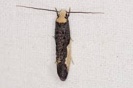 Attēlu rezultāti vaicājumam “Monopis monachella”