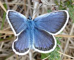 Attēlu rezultāti vaicājumam “Plebejus argus male”