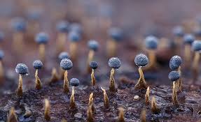 Attēlu rezultāti vaicājumam “Physarum decipiens”