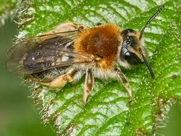 Attēlu rezultāti vaicājumam “Andrena haemorrhoa female”