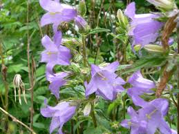 Attēlu rezultāti vaicājumam “Campanula trachelium flower”