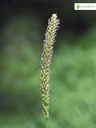 Attēlu rezultāti vaicājumam “Plantago major subsp. intermedia”