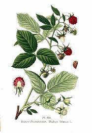 Attēlu rezultāti vaicājumam “Rubus idaeus leaf”