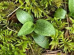 Attēlu rezultāti vaicājumam “Goodyera repens bud”