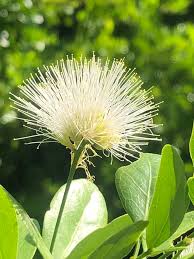 Attēlu rezultāti vaicājumam “Leguminosae”