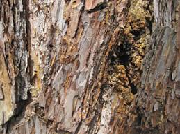 Attēlu rezultāti vaicājumam “Nothorhina punctata”