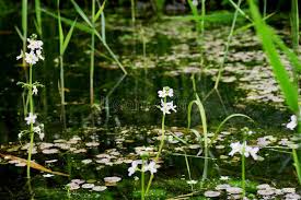 Attēlu rezultāti vaicājumam “Hottonia palustris flower”