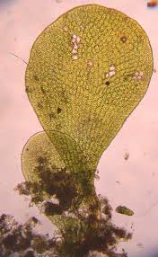 Attēlu rezultāti vaicājumam “Tetraphis pellucida sporophyte”