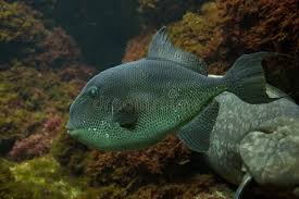 Image result for Balistes capriscus