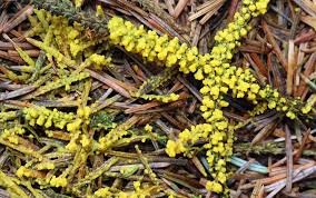 Attēlu rezultāti vaicājumam “Physarum virescens”