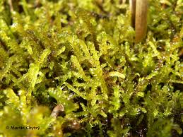 Attēlu rezultāti vaicājumam “Hamatocaulis vernicosus”