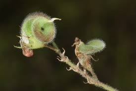 Attēlu rezultāti vaicājumam “Medicago sativa subsp. falcata”