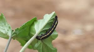 Attēlu rezultāti vaicājumam “Hyles gallii larva”