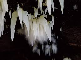 Attēlu rezultāti vaicājumam “Mucronella subtilis”