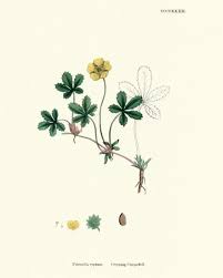 Attēlu rezultāti vaicājumam “Potentilla reptans flower”