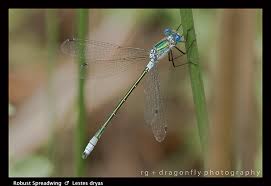 Attēlu rezultāti vaicājumam “Lestes dryas female”
