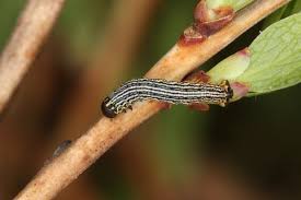 Attēlu rezultāti vaicājumam “Arichanna melanaria”