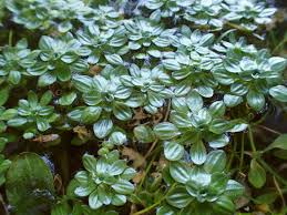 Attēlu rezultāti vaicājumam “Callitriche cophocarpa leaf”