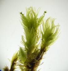 Attēlu rezultāti vaicājumam “Aulacomnium”