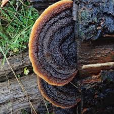 Attēlu rezultāti vaicājumam “Gloeophyllum trabeum”