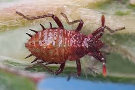 Attēlu rezultāti vaicājumam “Rhopalus maculatus”