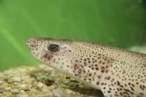 Image result for Scyliorhinus canicula