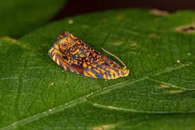 Attēlu rezultāti vaicājumam “Tortricidae”