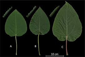 Attēlu rezultāti vaicājumam “Populus x gileadensis leaf”