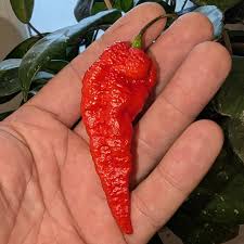Afbeeldingsresultaat voor naga jolokia hot pepper
